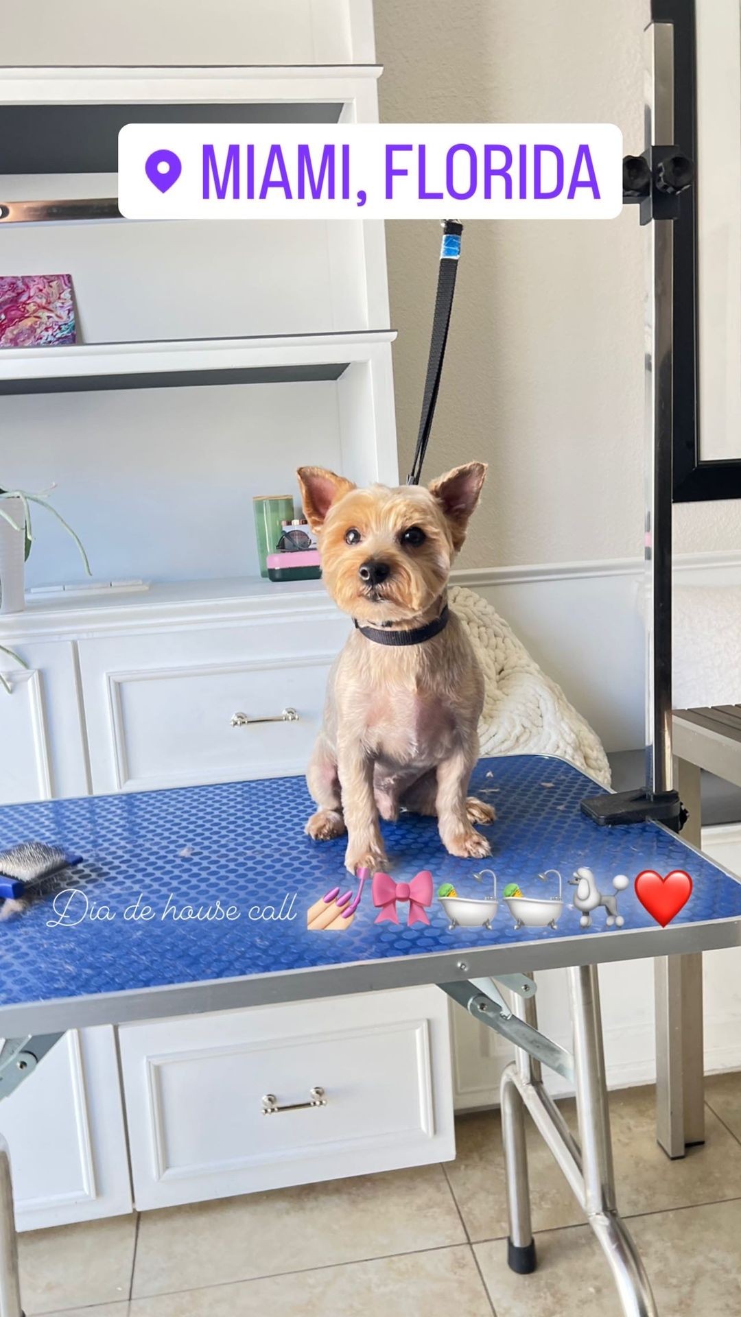 Small dog sitting on a grooming table with the location Miami, Florida displayed in text above.