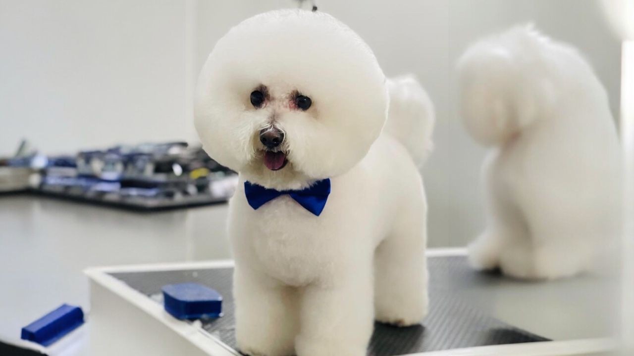 Fluffy white dog with a blue bow tie standing on a grooming table.